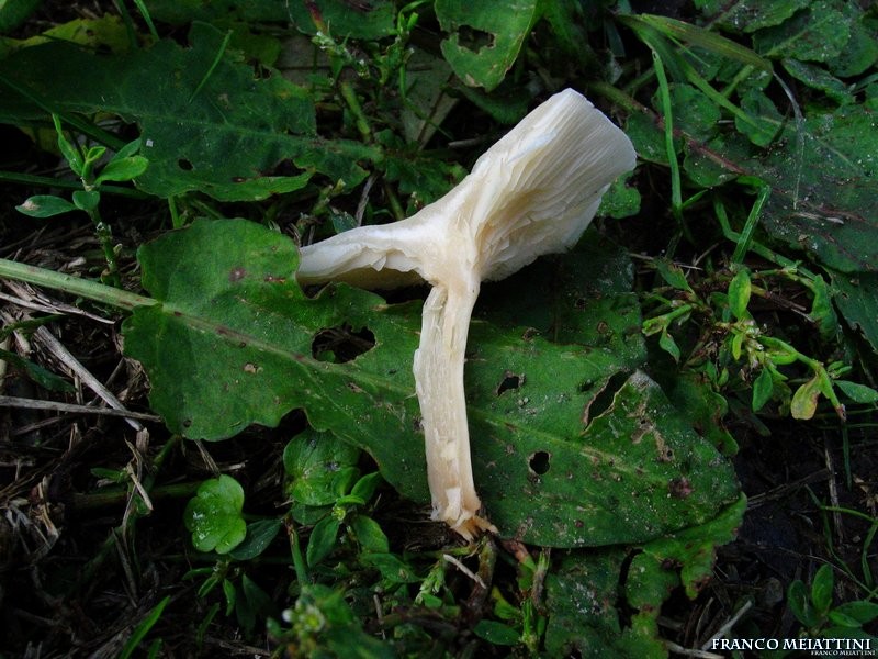 Clitocybe da determinare